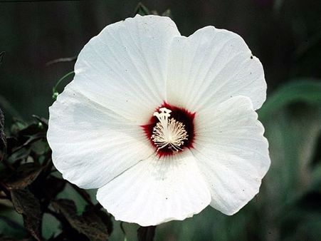 Hibiscus Moscheutos