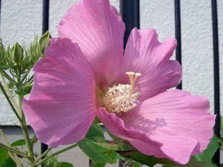 Hibiscus mutabilis