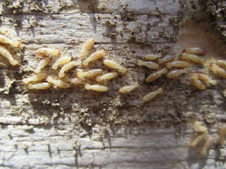 Termites