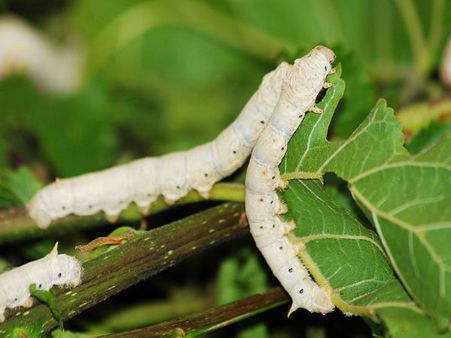 Barbecued Silkworms