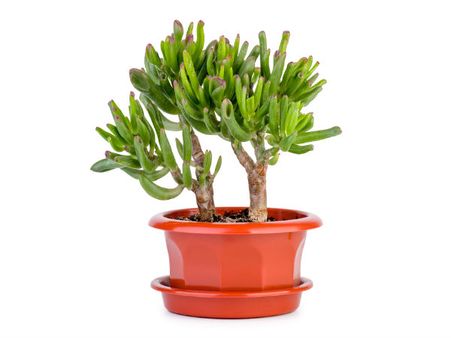 Jade Plant
