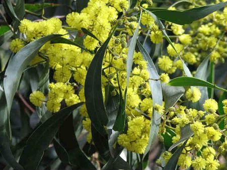 Acacia leaves