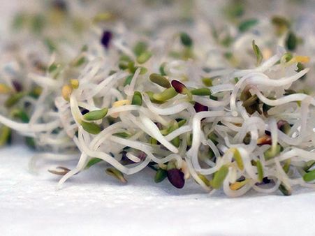 Alfalfa leaves Alfalfa leaves