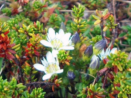 Gentian Root Gentian Root