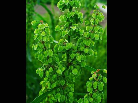 Yellow Dock Yellow Dock
