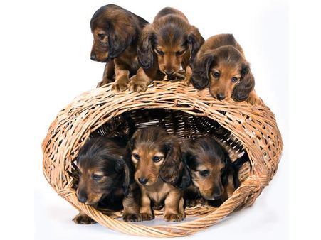 Dachshund puppies Dachshund puppies