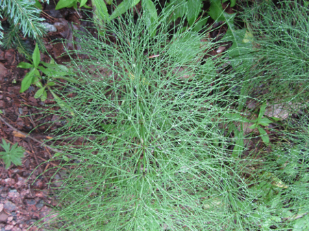 Horsetail Herb Horsetail Herb