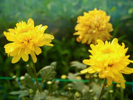 Chrysanthemum