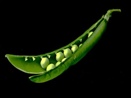 Peas 