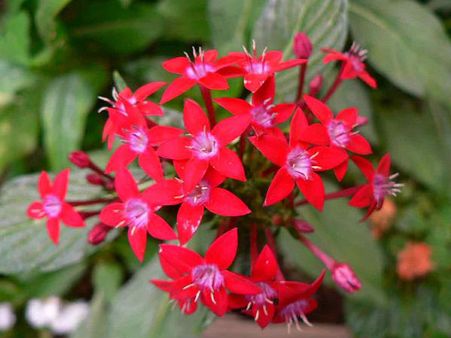 Red flowers