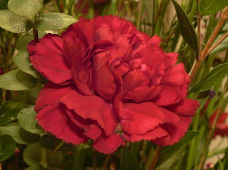 Carnation