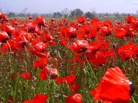 Red Poppies