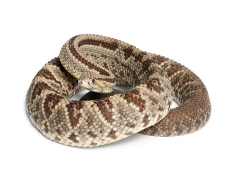 Rattlesnake