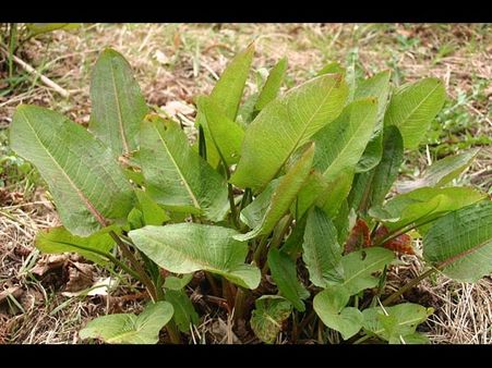 Rumex Root