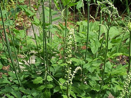 Black Cohosh