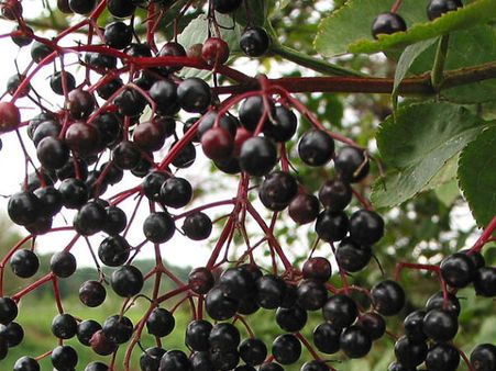 Elderberry