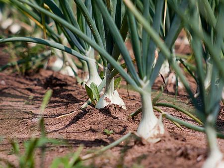Spring Onions