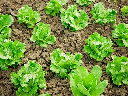 Lettuce