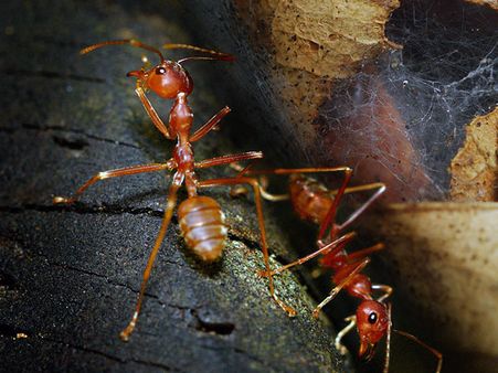 Spicy Red Ant Chutney Spicy Red Ant Chutney