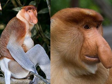 Proboscis Monkey