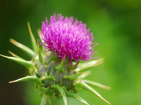 Milk Thistle Milk Thistle