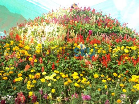 Colourful Flower Fiesta