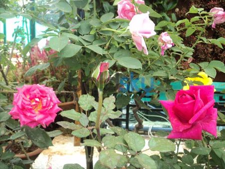 The Pink Roses