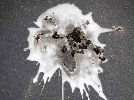 Bird Droppings Bird Droppings