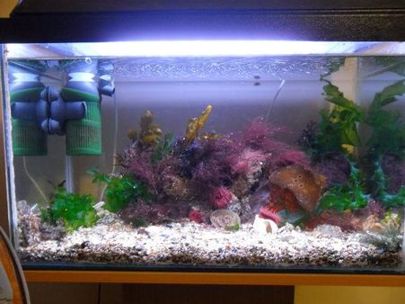  You should add salt to keep the fish healthy