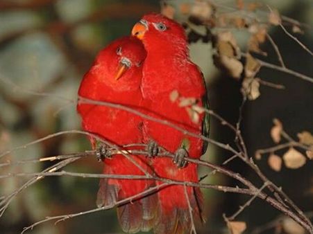 Love birds Love birds