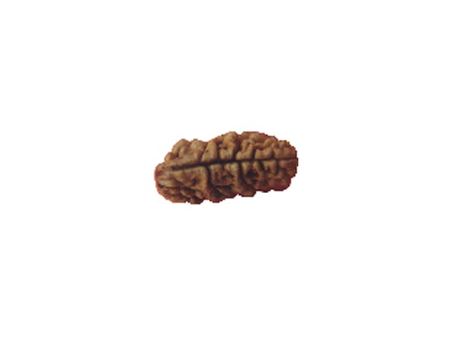 Das Mukhi Rudraksha