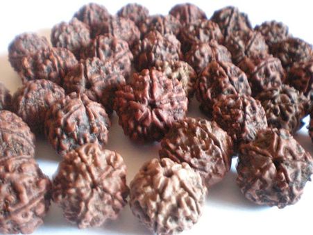 Gyarah Mukhi Rudraksha