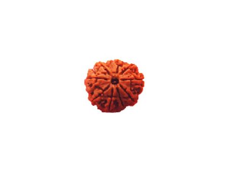 Aath Mukhi Rudraksha