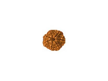 Saat Mukhi Rudraksha