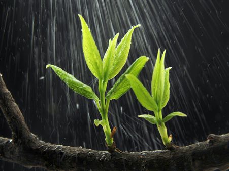 Keep The Plants Hydrated