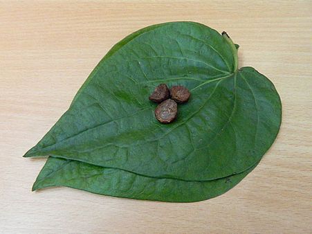 Betel Leaves