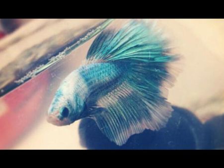 Gravel Needed - The Bala Shark