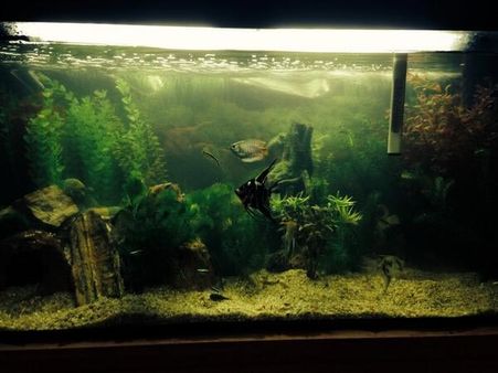 Too Much Clutter - The banded bamboo shark