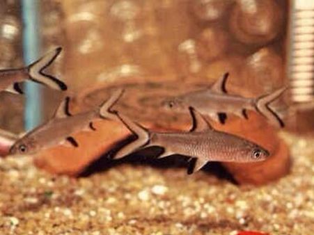 Filters - The whitespotted bamboo shark