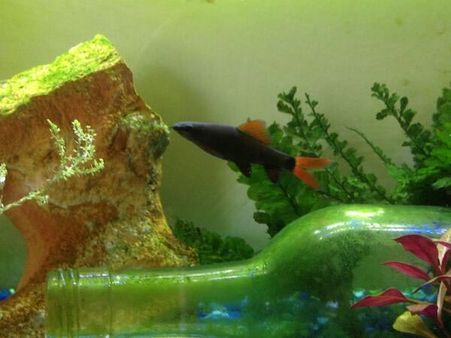 Decoration In Tanks - The Rainbow shark