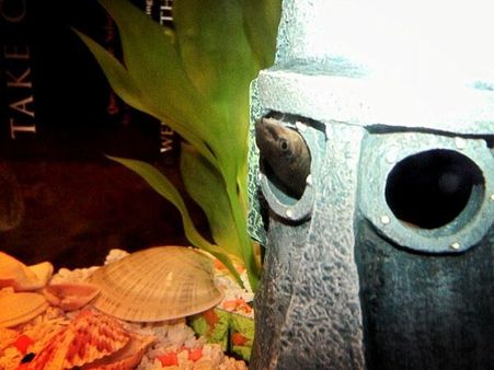 Vacuum The Tank - Blue Torpedo Shark