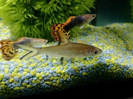 When Fish Die - Apollo Shark