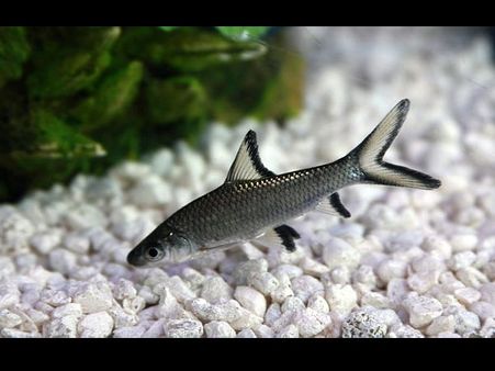 Feeding - Silver Shark