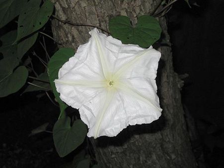 Moon Flowers