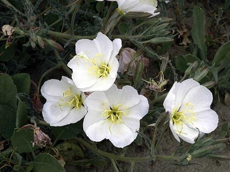 Evening Primrose