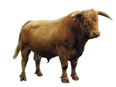 Look At A Cow And Think 'Beef'