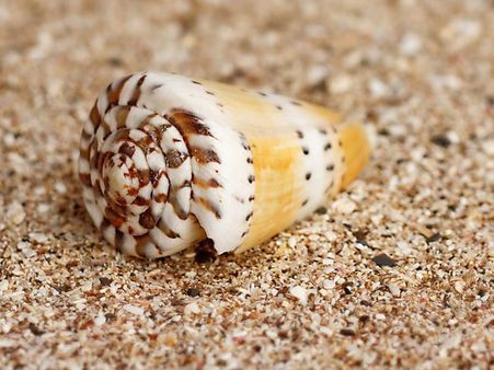 4. The Cone Snail