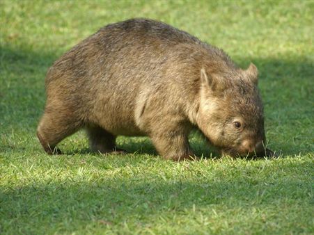 The Hairy Nosed Wombat