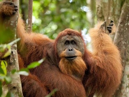 The Sumatran Orangutan
