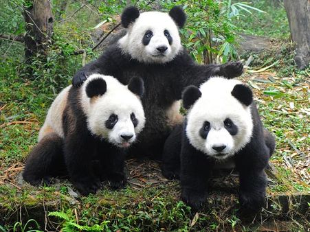 The Giant Panda
